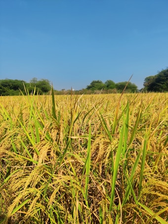 A lush field of ripe, golden rice plants under a clear blue sky. The stalks are tall and densely packed, indicating a healthy crop ready for harvest. Surrounding the field are patches of green trees and shrubs.