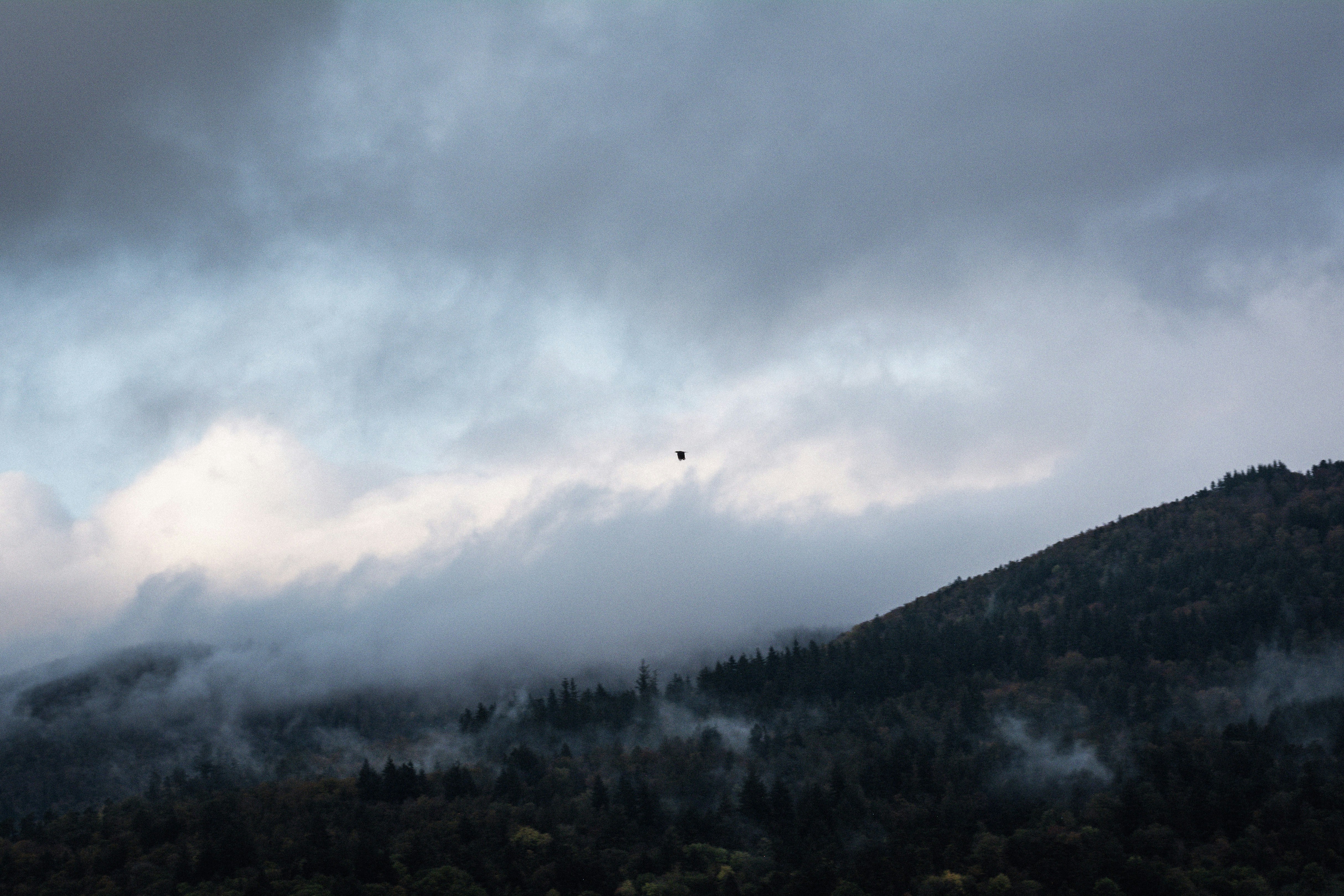 a bird flying over a forest