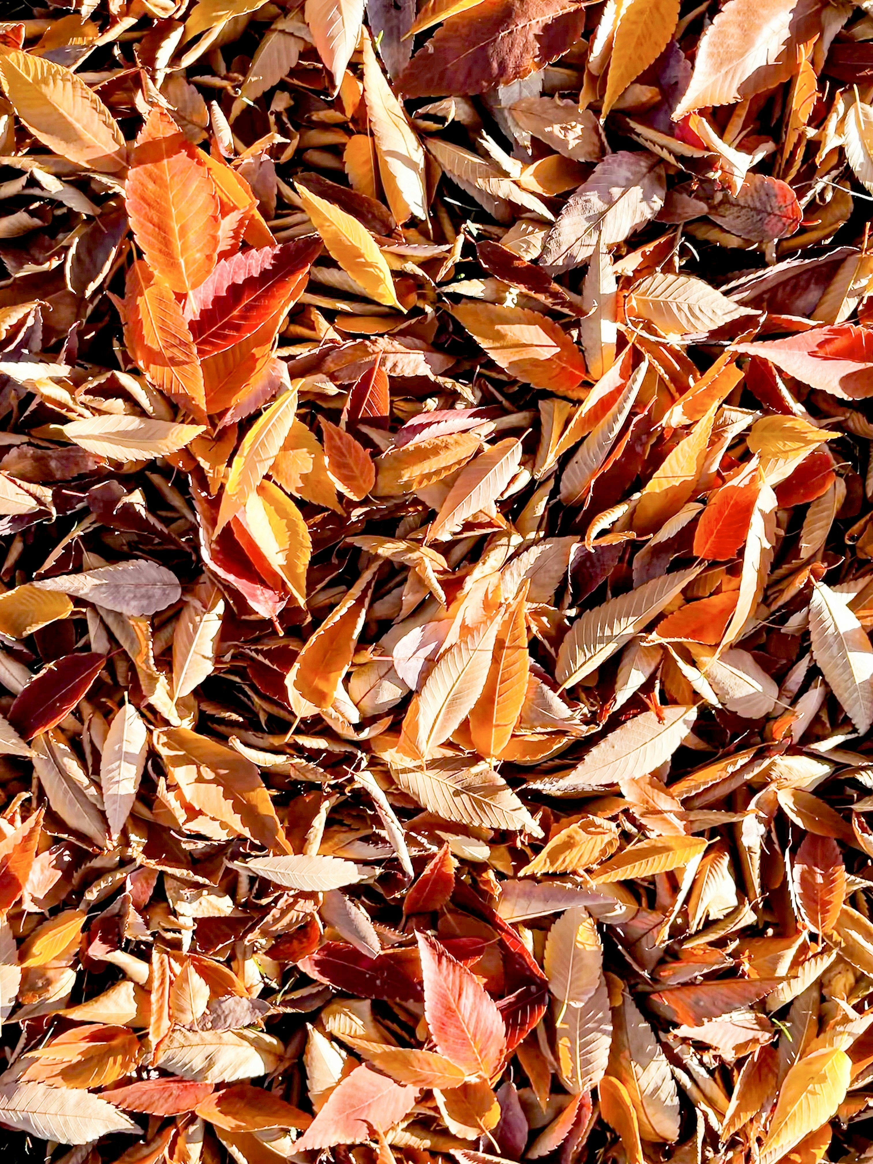 Photo by brieshmiesh