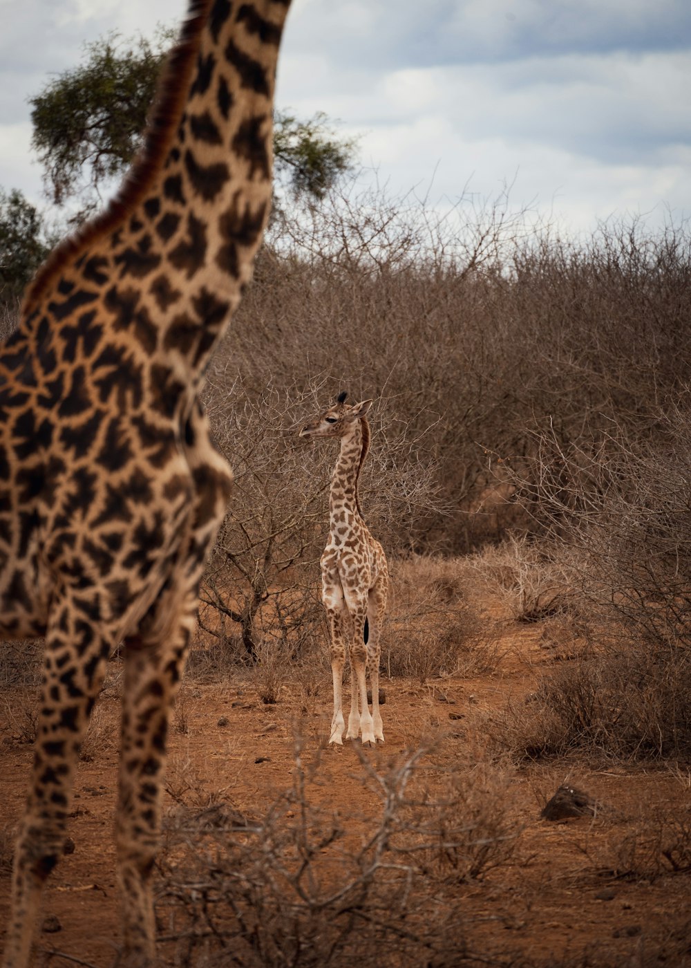 uma girafa e seu bezerro em uma pastagem