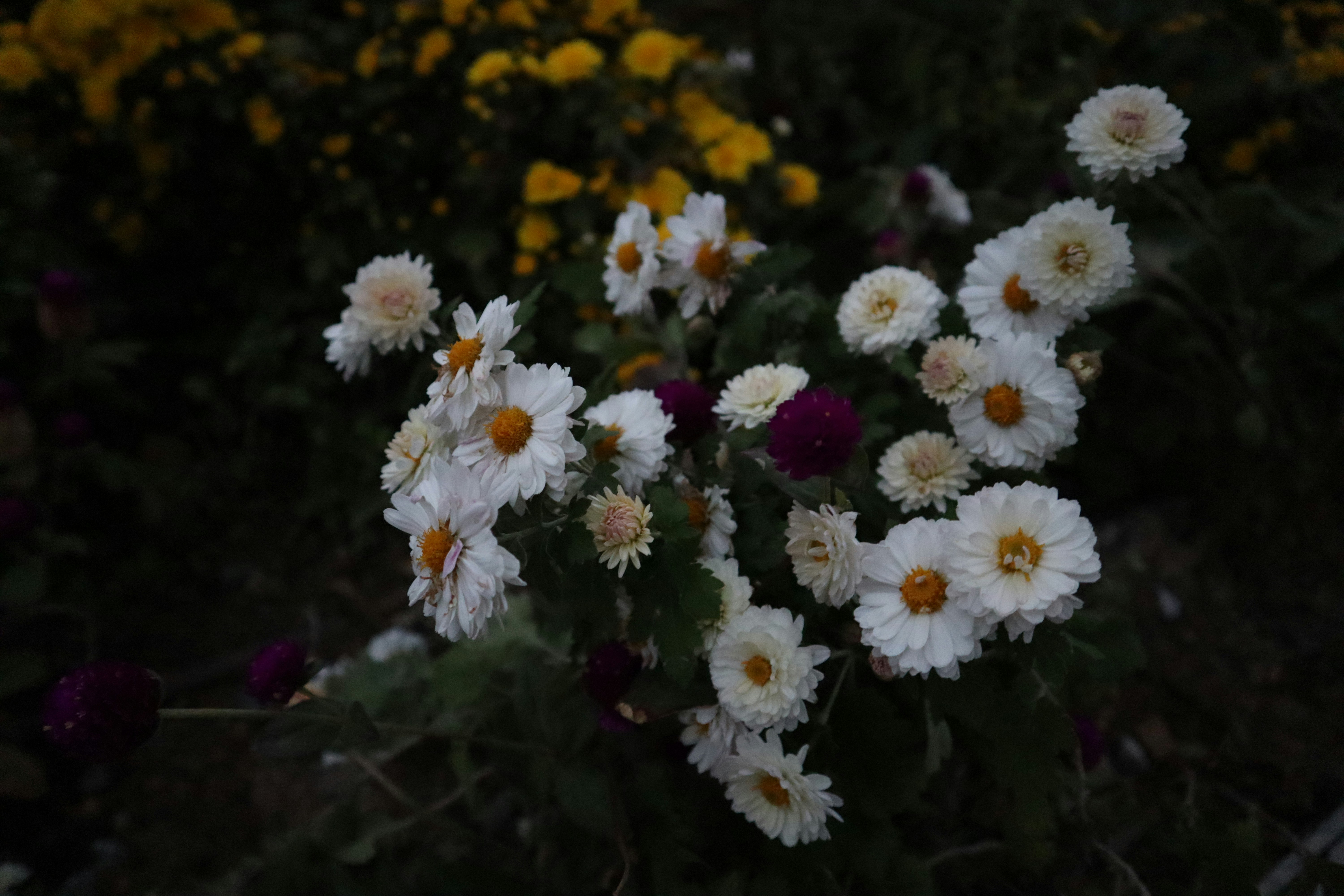 a group of flowers, 