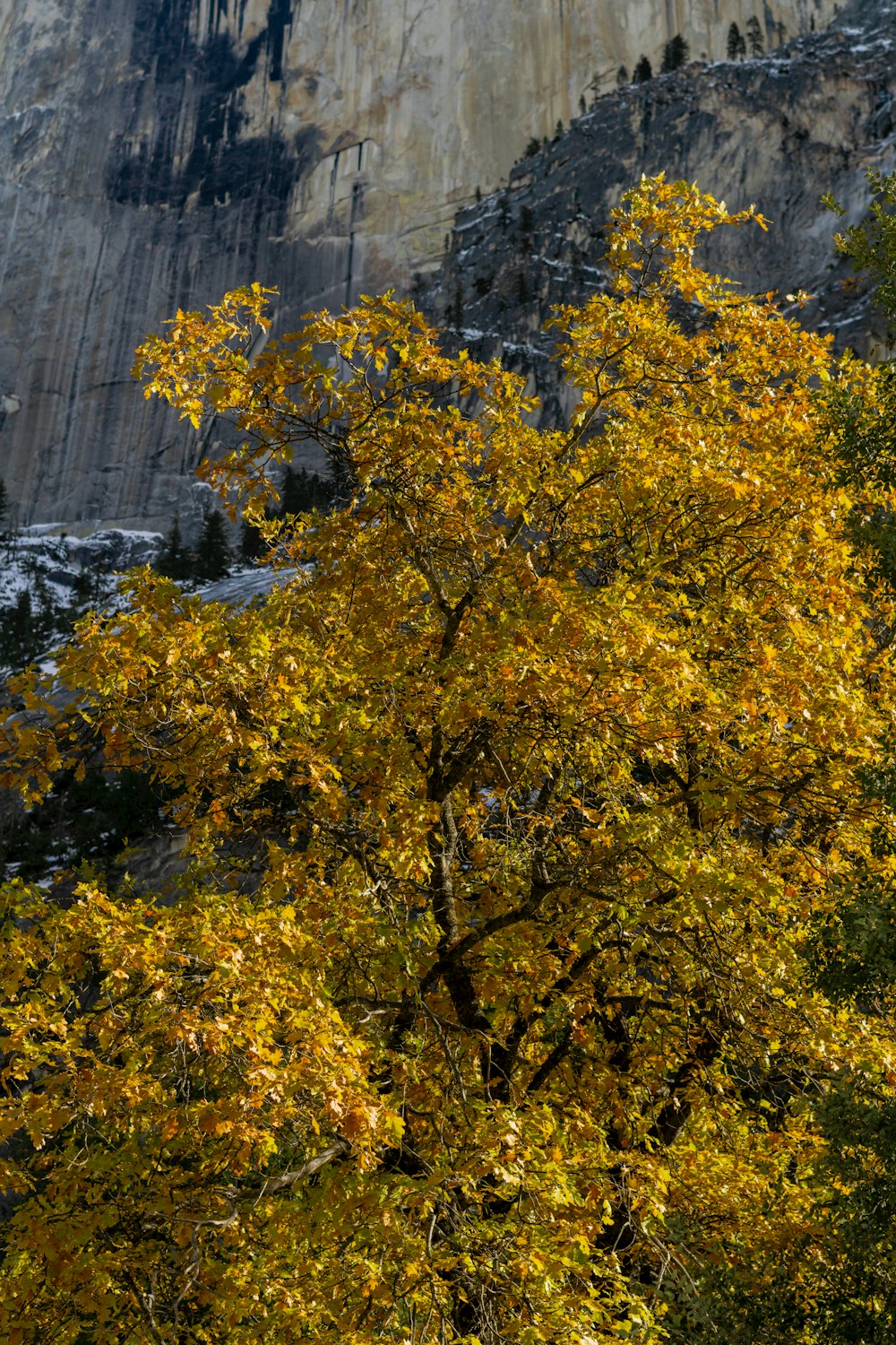 a tree with yellow leaves