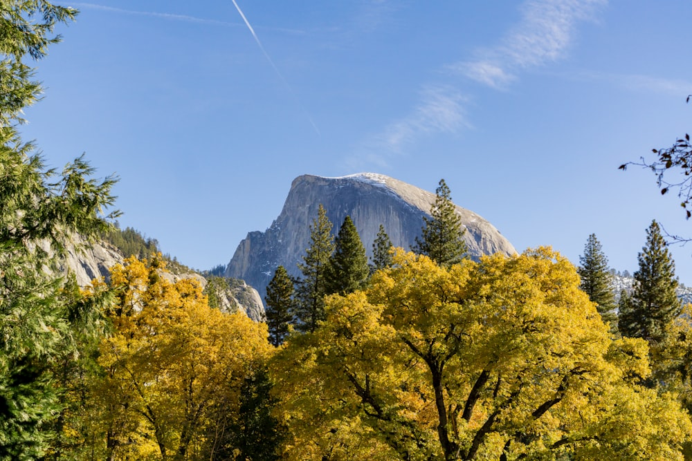 a mountain with trees in front of it