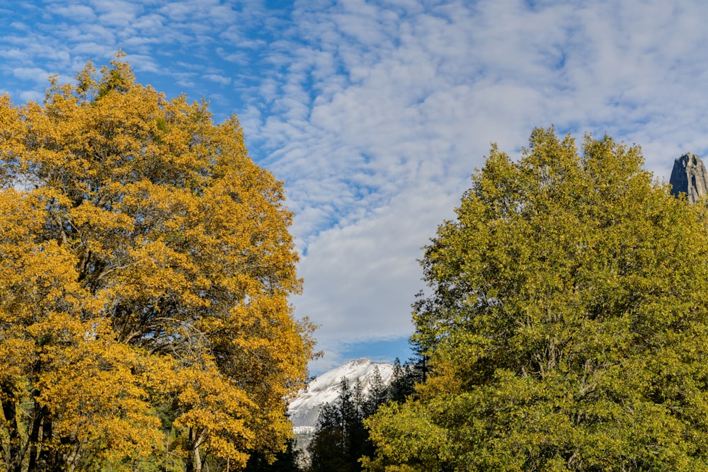 a mountain range with yellow trees