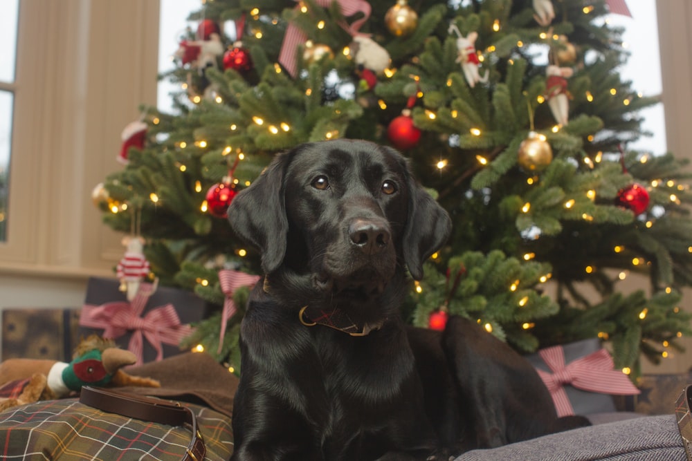 a dog sitting on a couch in front of a christmas tree