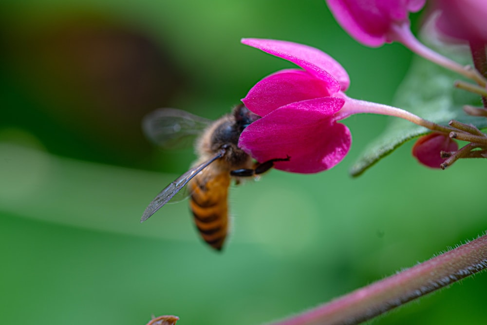 a bee on a flower