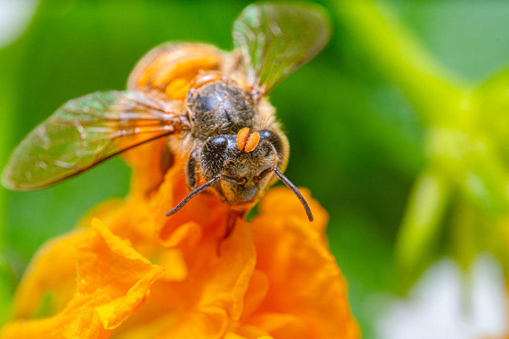 a bee on a flower