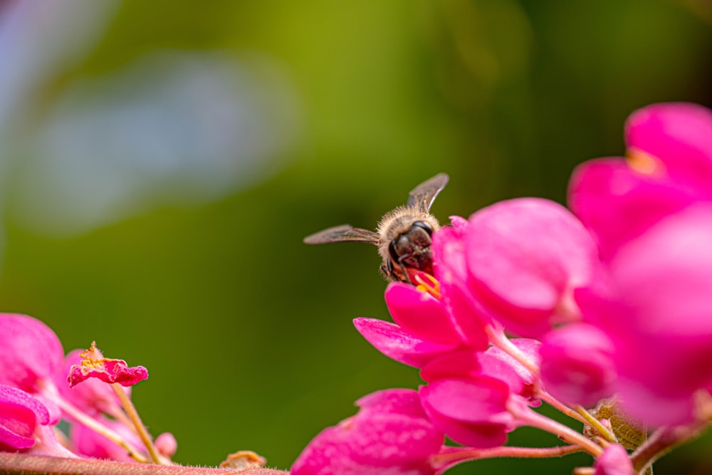 a bee on a flower