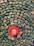 An arrangement of smooth, polished stones. Outer layers consist of bluish-green stones with irregular shapes and a speckled appearance. At the center, there is a circle of small, bright red beads surrounding a larger, smooth beige stone.