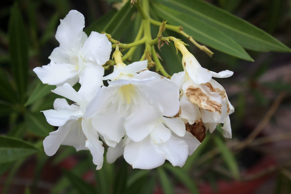 a close up of white flowers