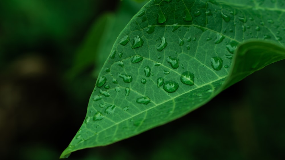 a close up of a leaf