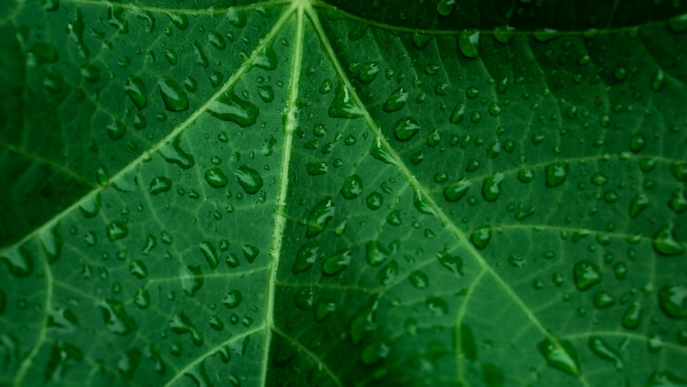 a close up of a leaf