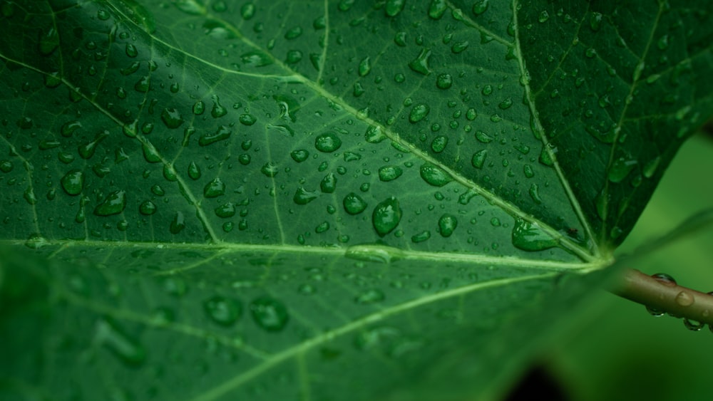 water droplets on a leaf