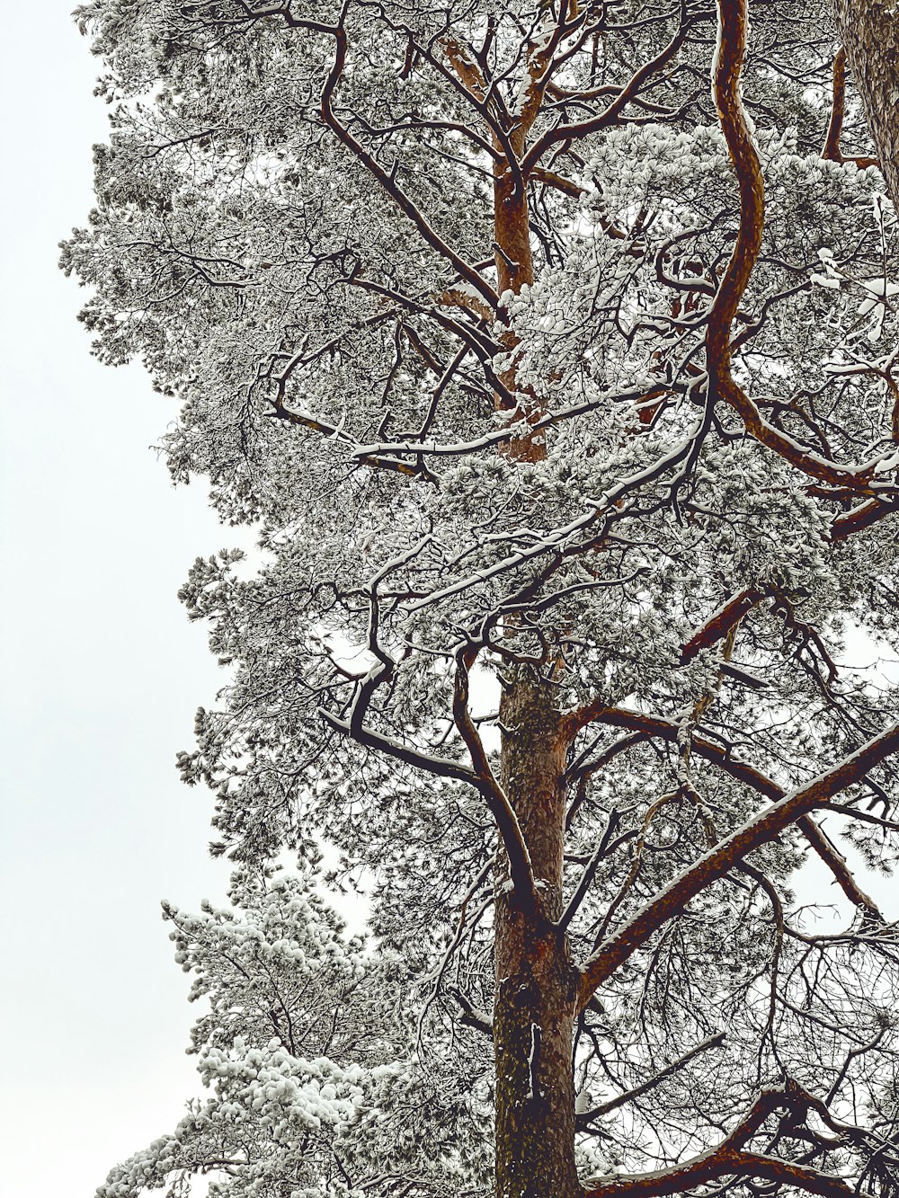 Ein Baum mit Schnee darauf