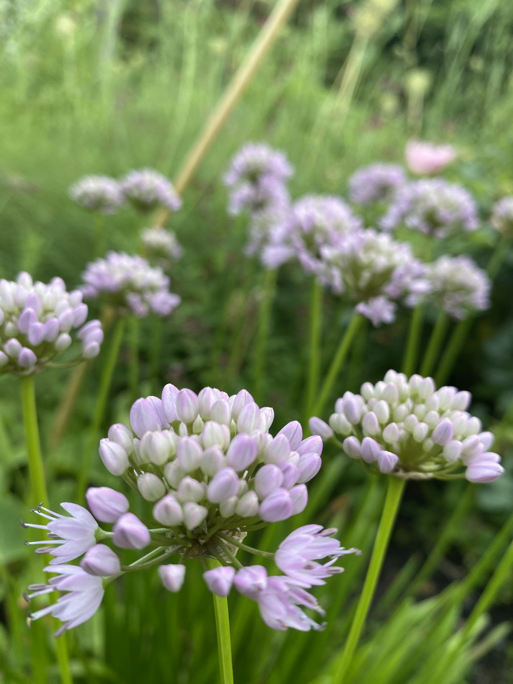 a group of flowers