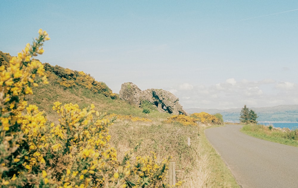 a road next to a hill with yellow flowers