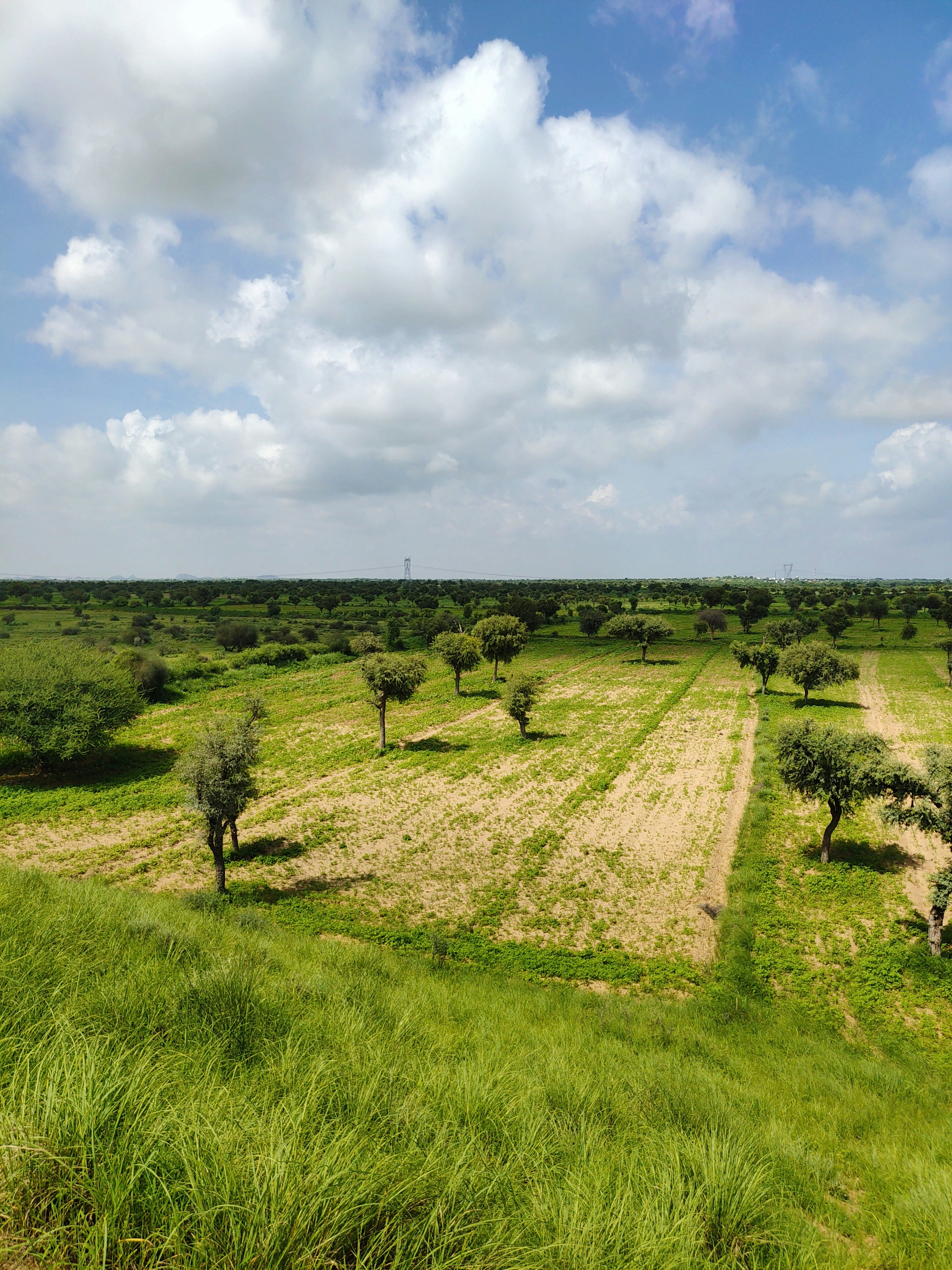 a dirt path through a grassy field