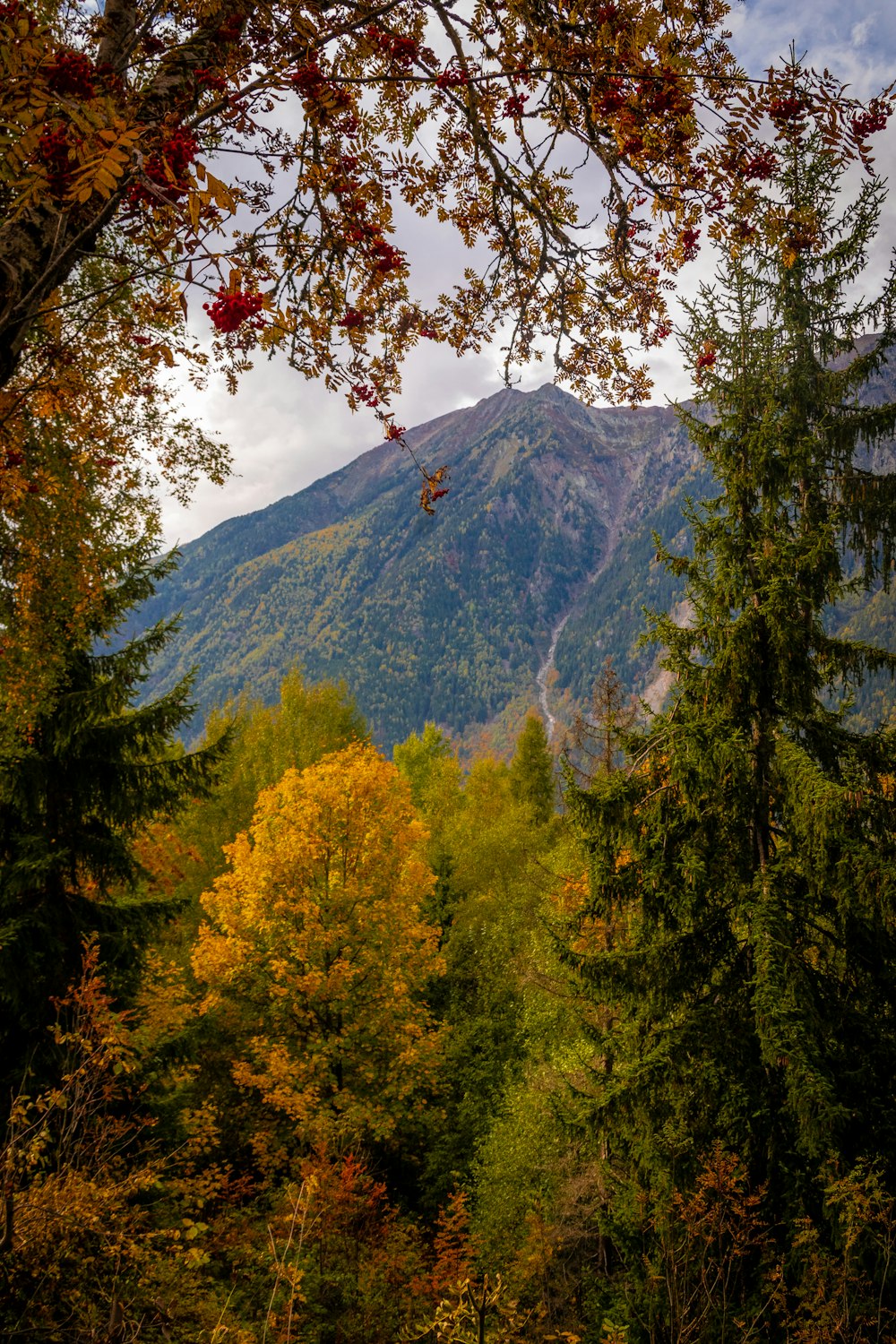 a mountain with trees and a forest