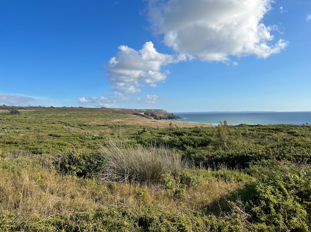 a grassy area with a body of water in the background