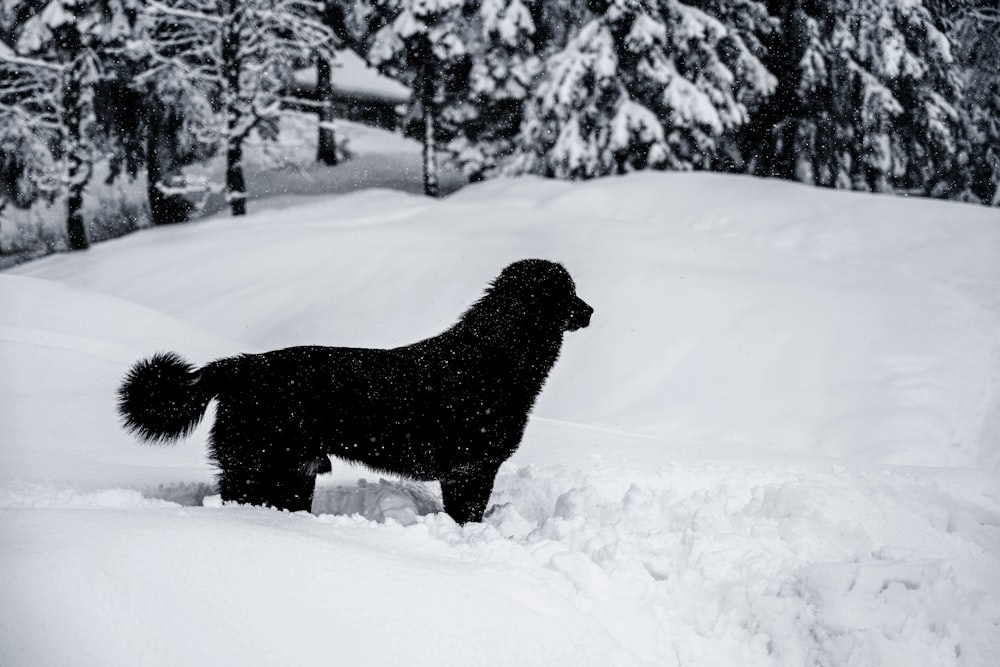 a black dog in the snow