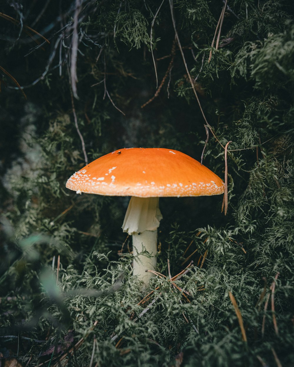 a mushroom growing in a forest