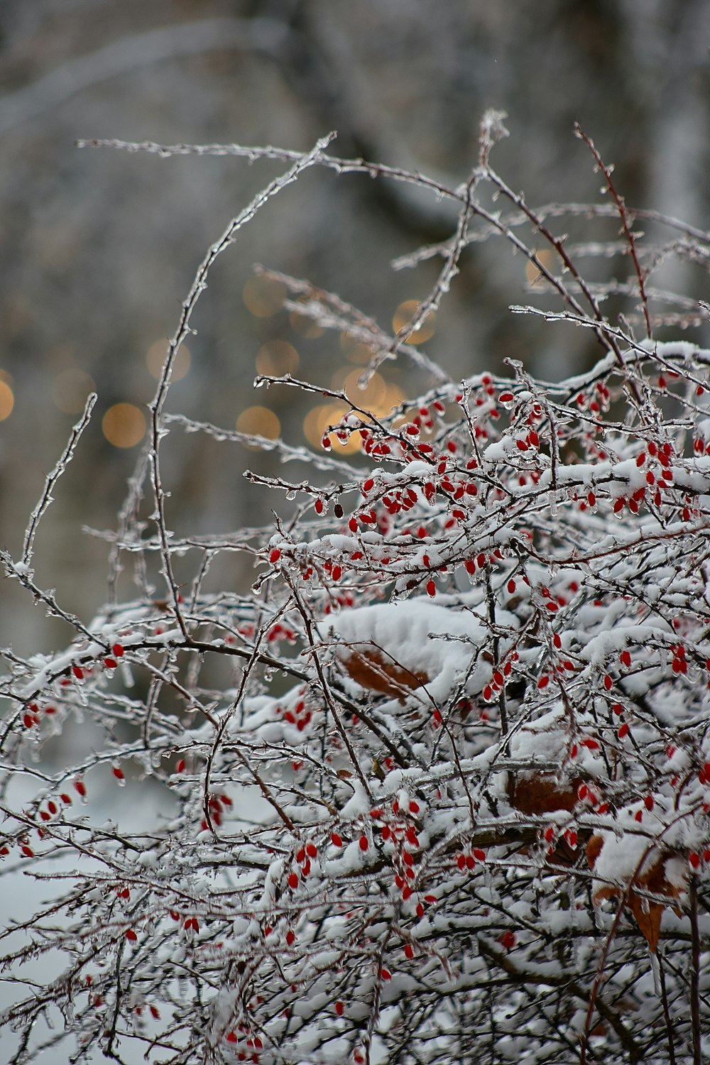 Un primo piano di un ramo di un albero