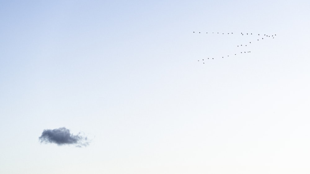 a group of birds flying in the sky