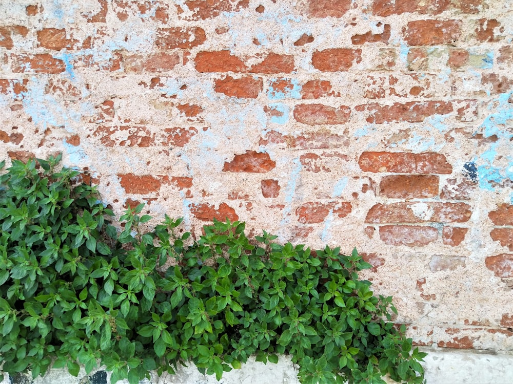 a brick wall with plants growing on it