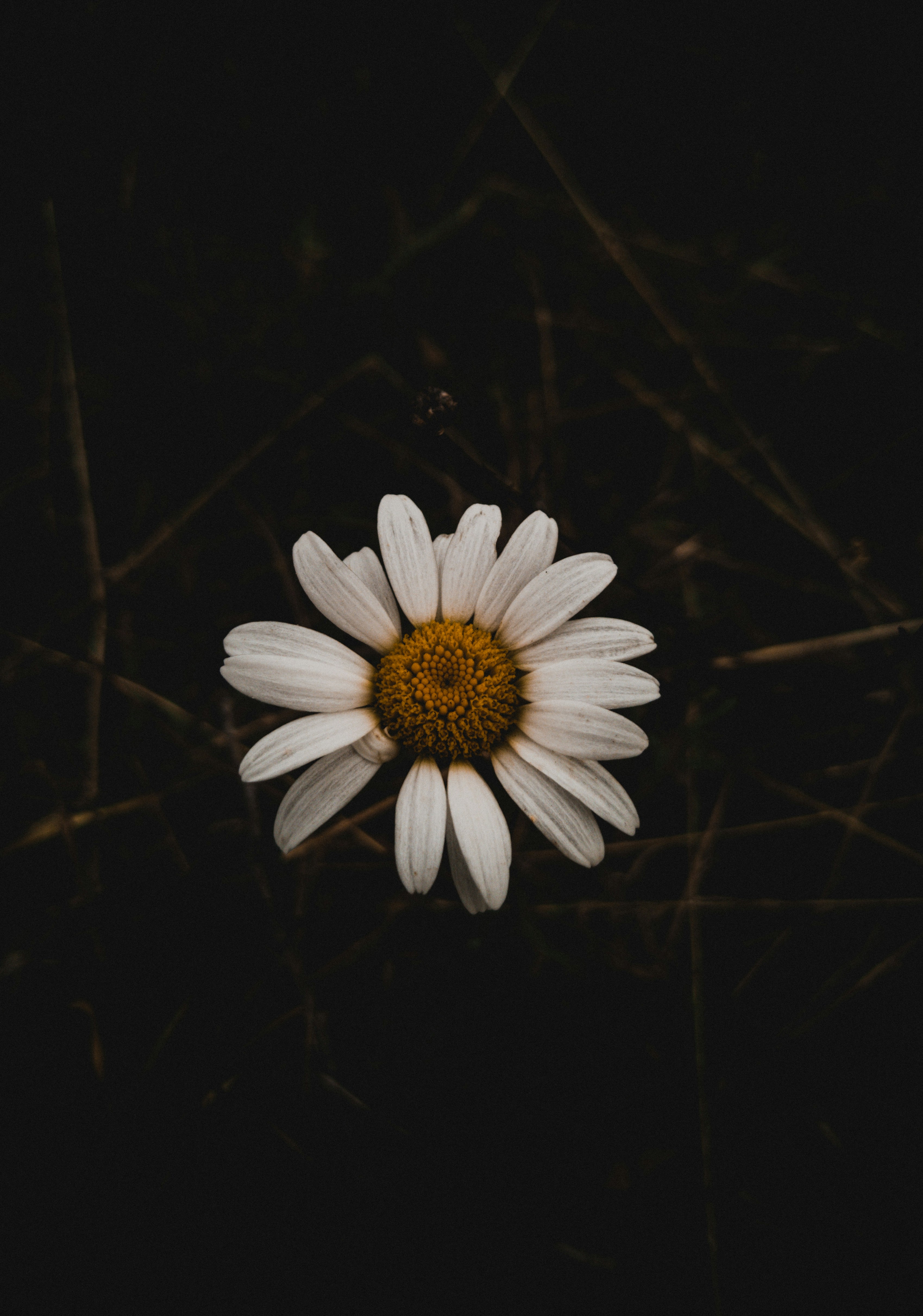 Photo by raluca_cotoara