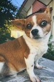 A small brown and white dog with expressive eyes is sitting on a stone surface. The background features greenery and a house with distinctive architecture, including a triangular roof.