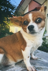 A small brown and white dog with expressive eyes is sitting on a stone surface. The background features greenery and a house with distinctive architecture, including a triangular roof.