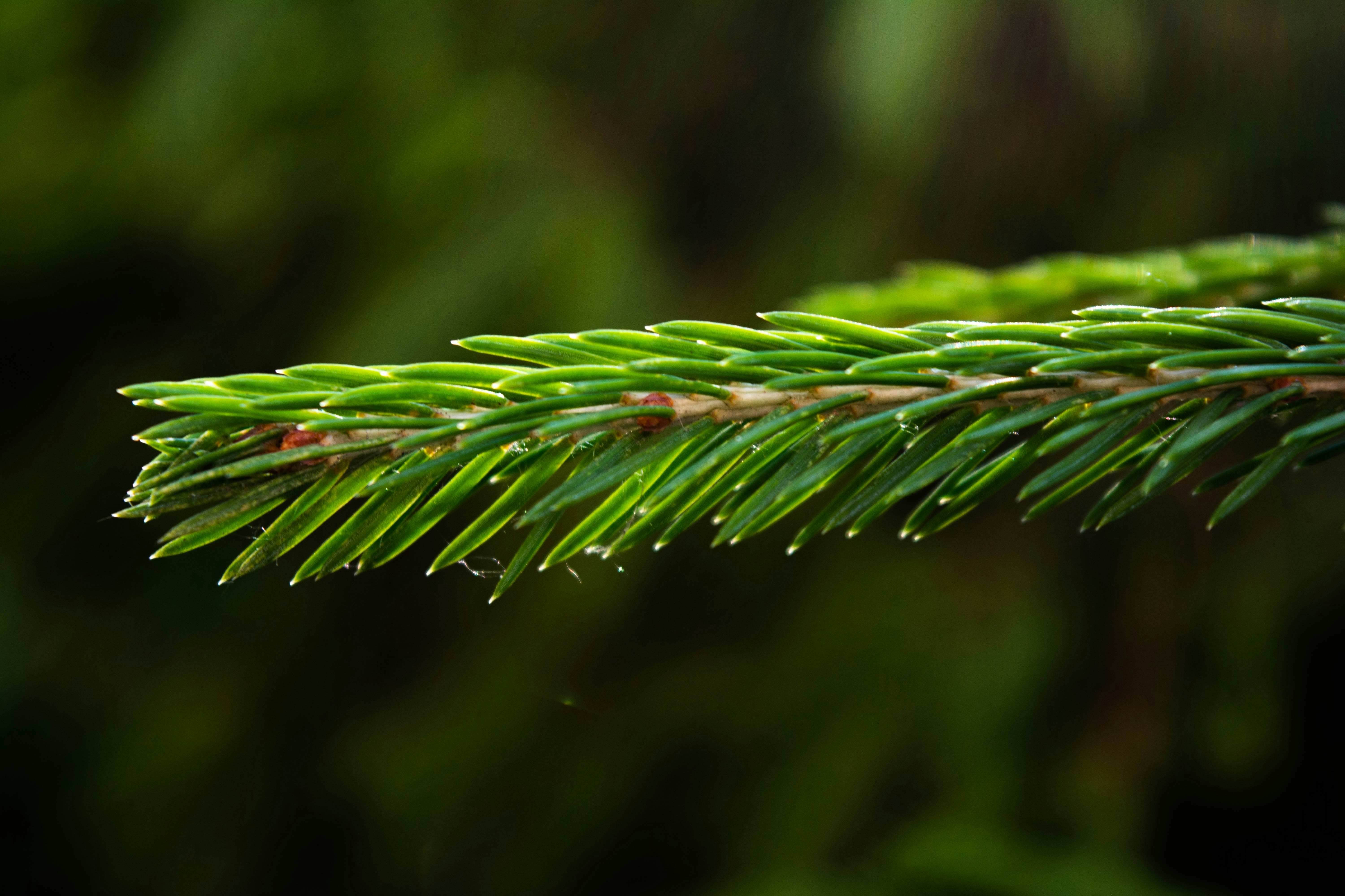 close up of a green plant
