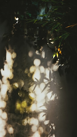 Soft shadows playing on organic textured walls with hints of greenery peeking through