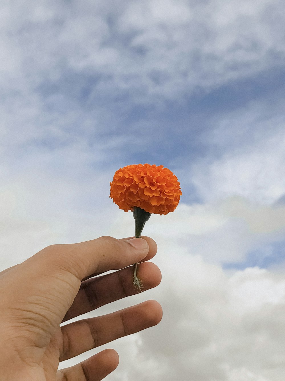 a hand holding a flower