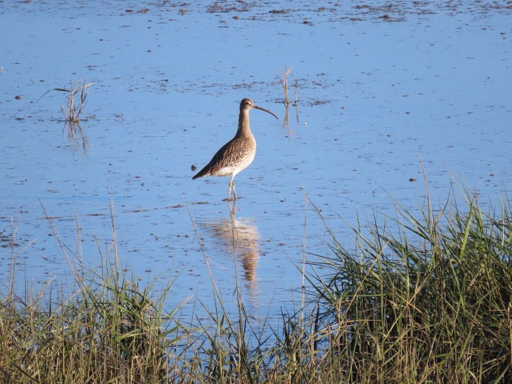 a bird standing in water