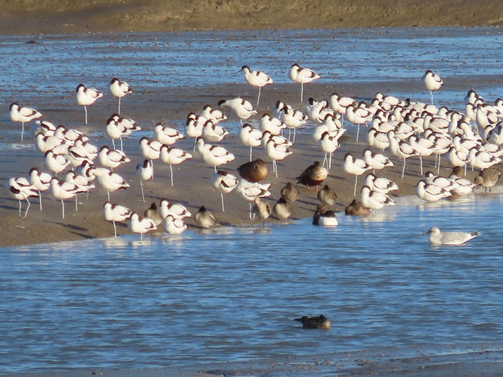 a flock of seagulls on a beach