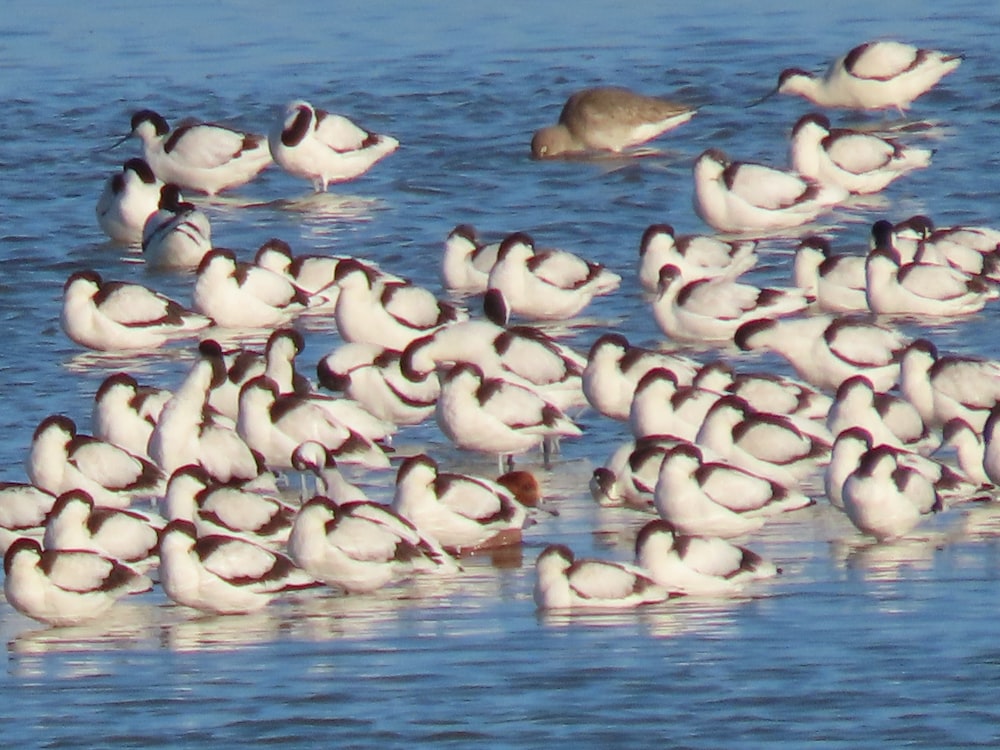 a group of seagulls swimming in the water