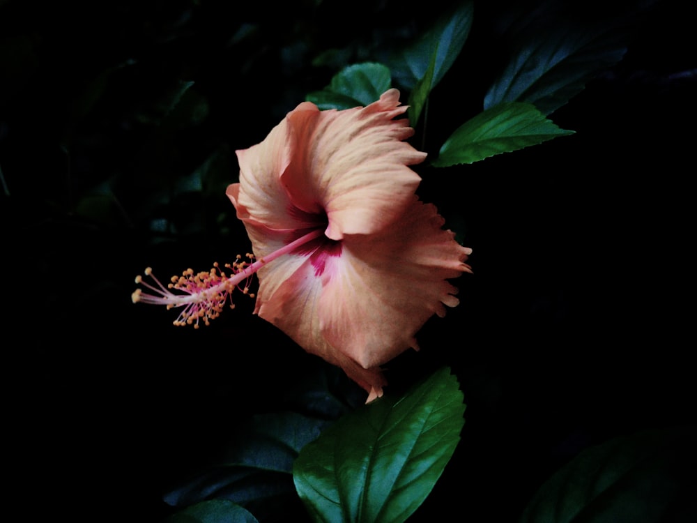 a pink flower with green leaves