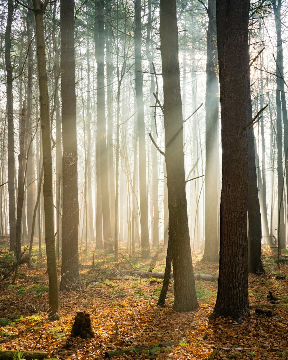 a forest of trees