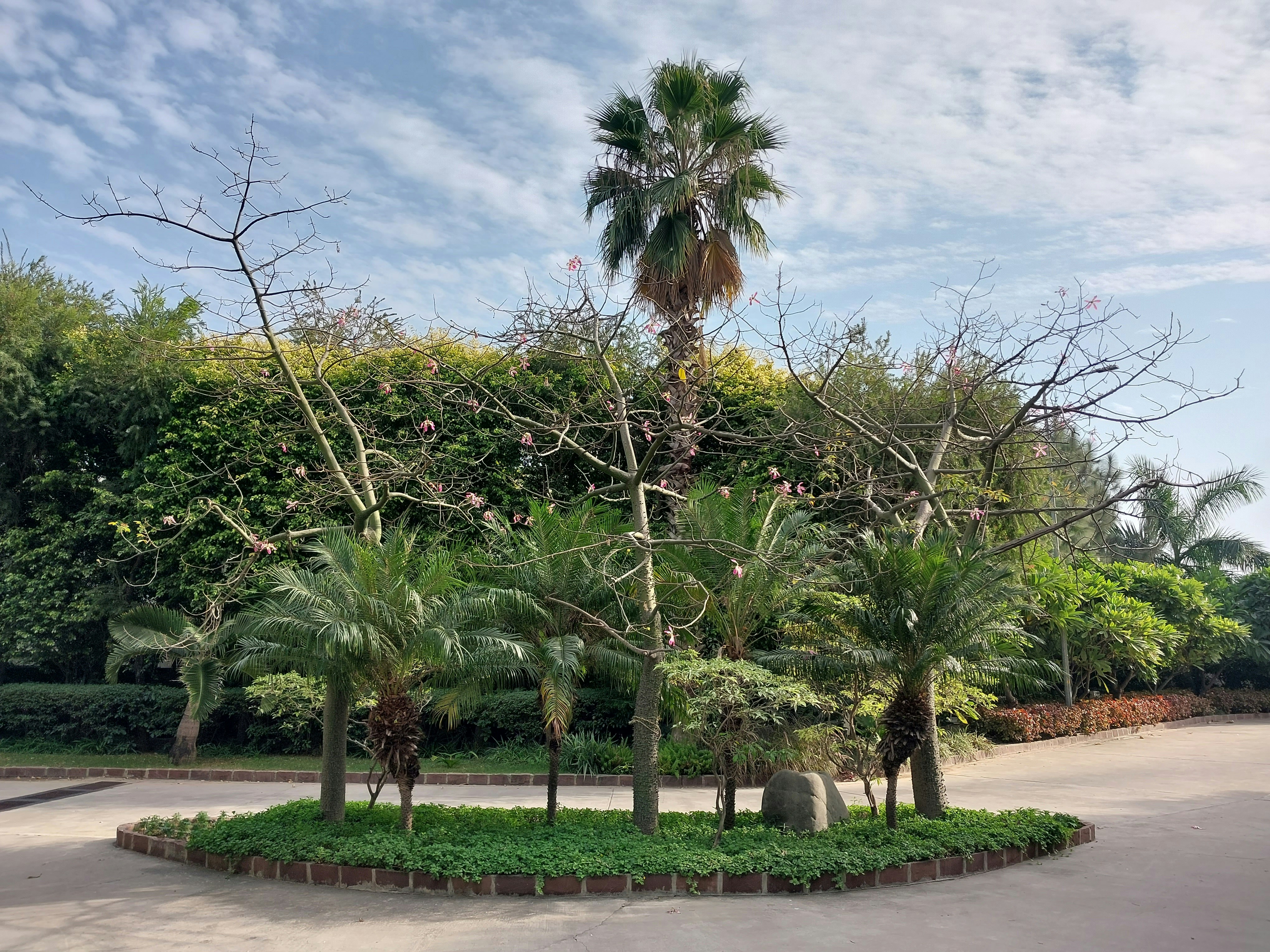 a group of trees in a park