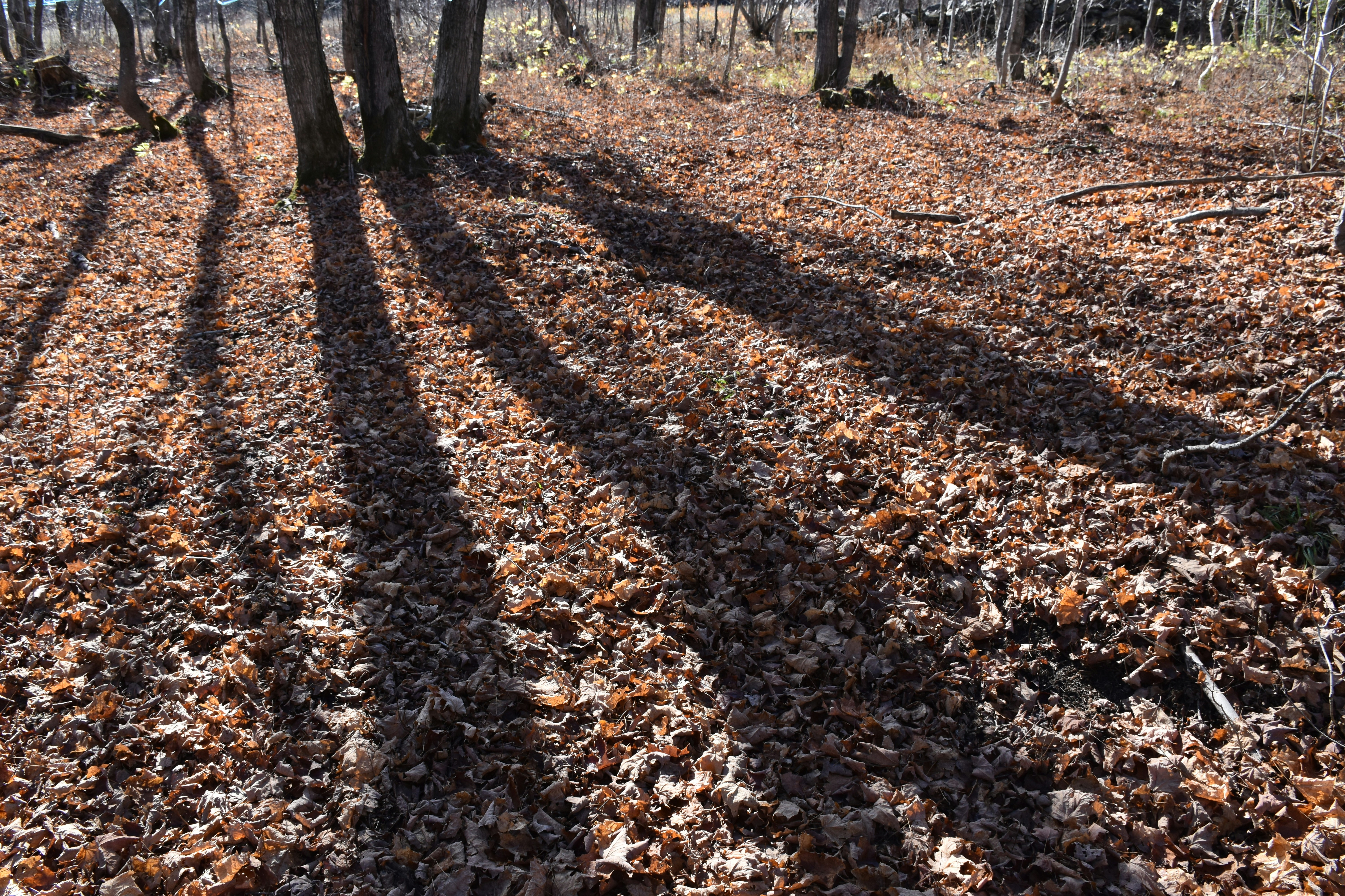 A sugar bush in autumn, Sainte-Apolline, Québec, Canada
