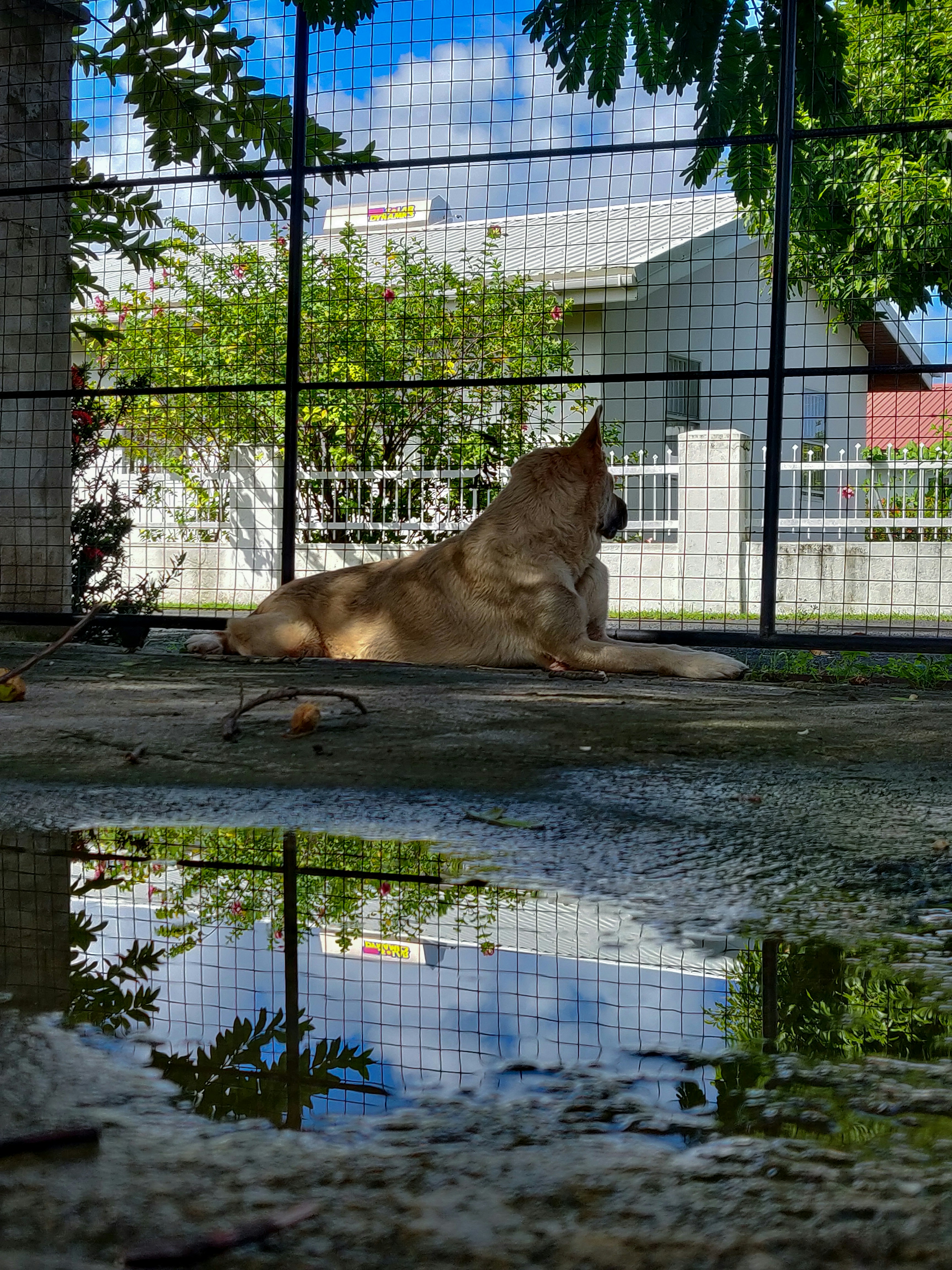 a dog lying on the ground outside