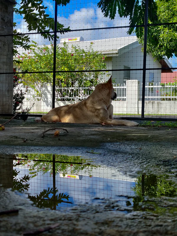 Kennels