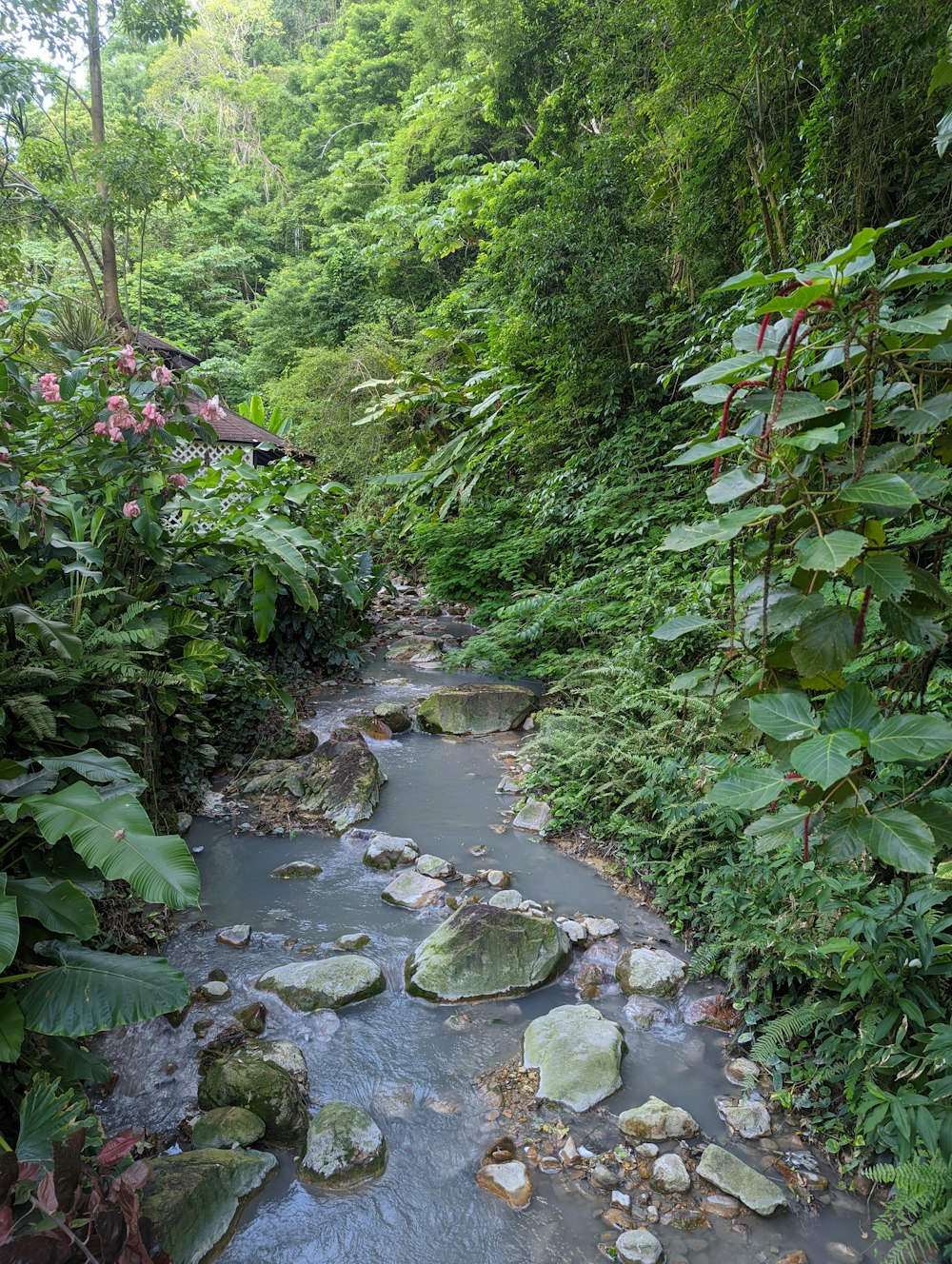 a stream in a forest