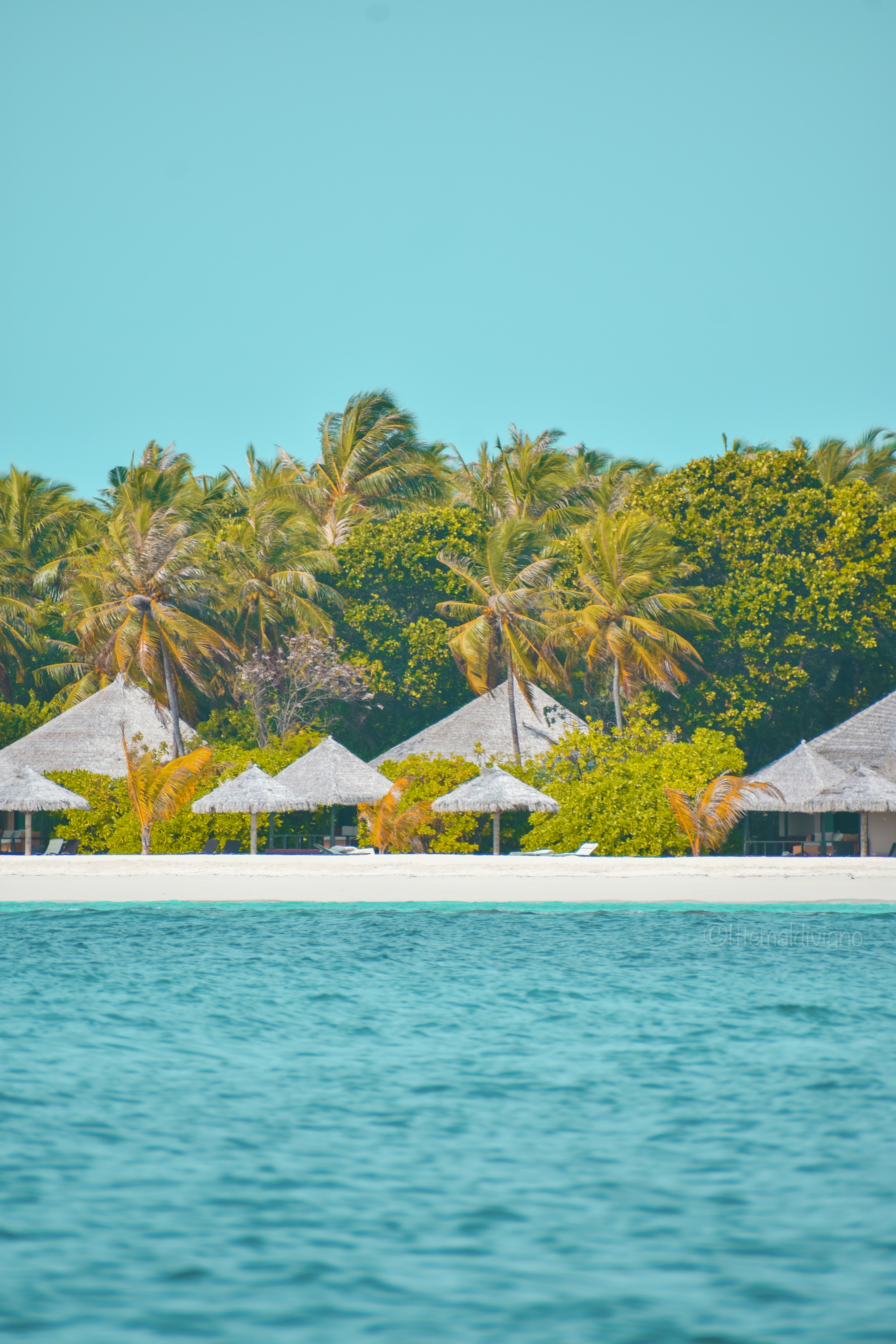 a beach with palm trees and huts
