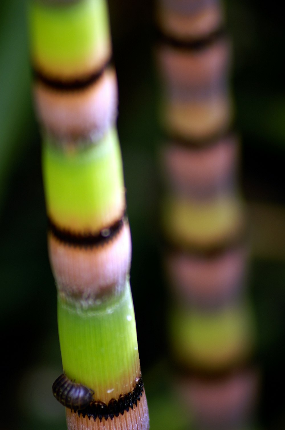 close-up of a person's finger