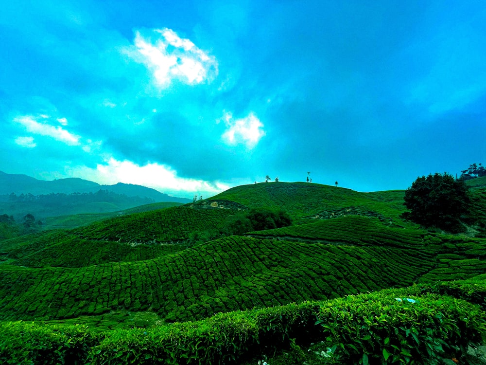 a large green field