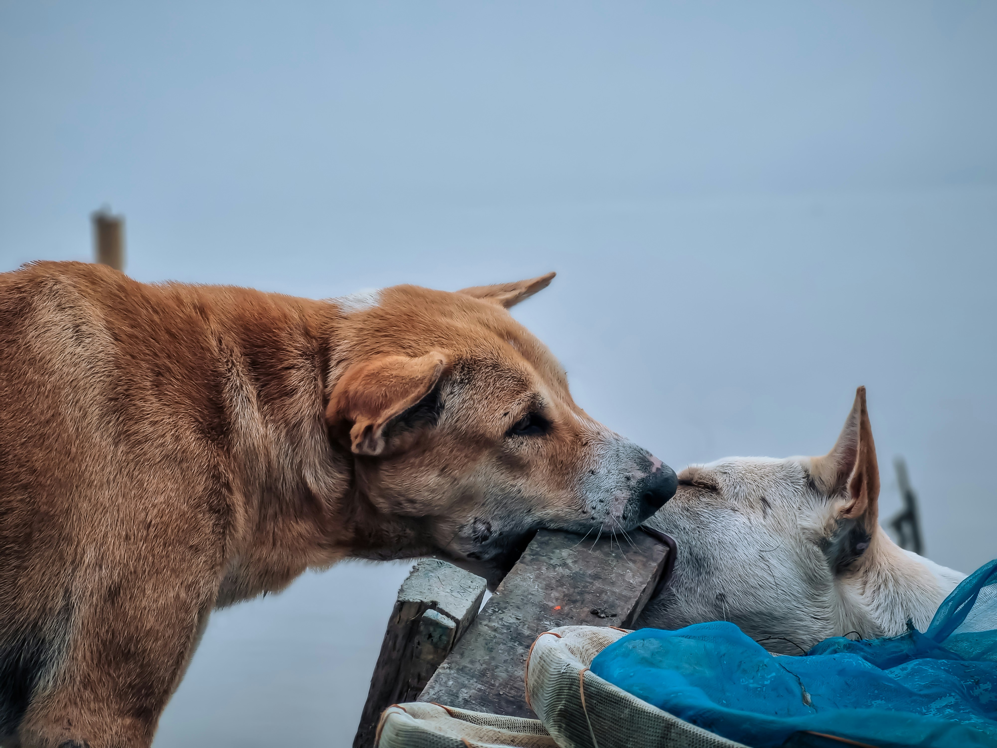 Un par de perros besándose