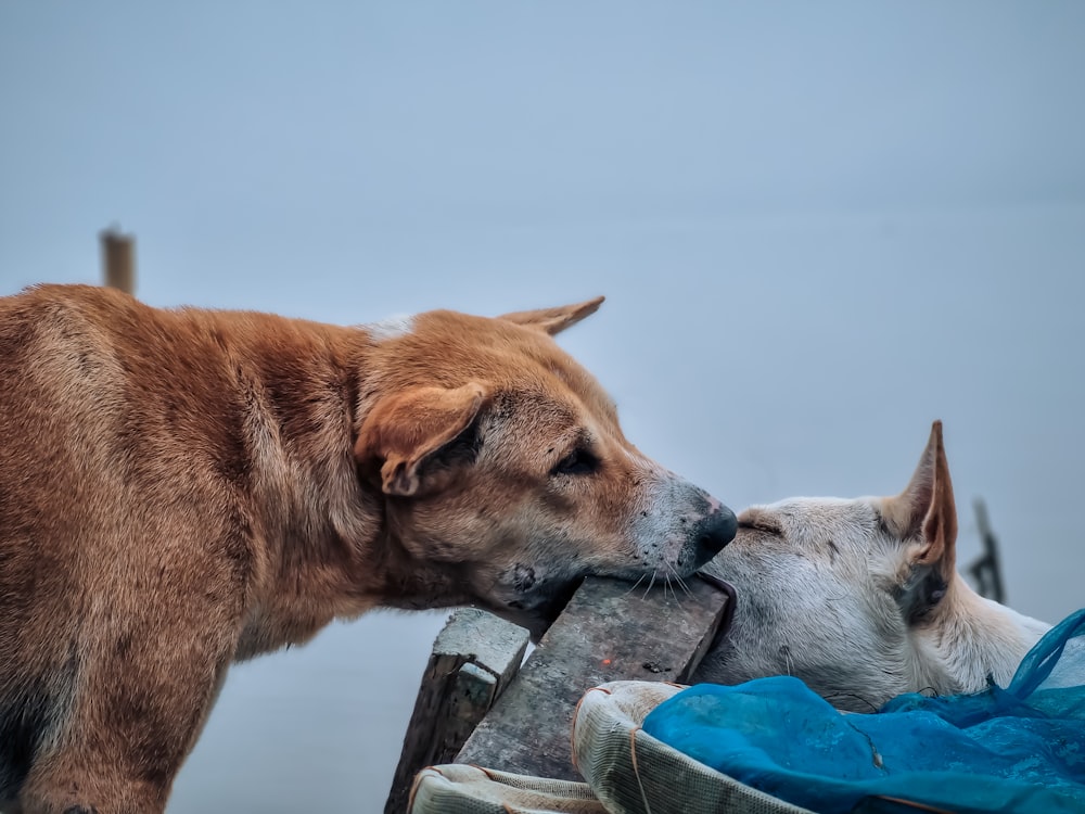 a couple of dogs kissing