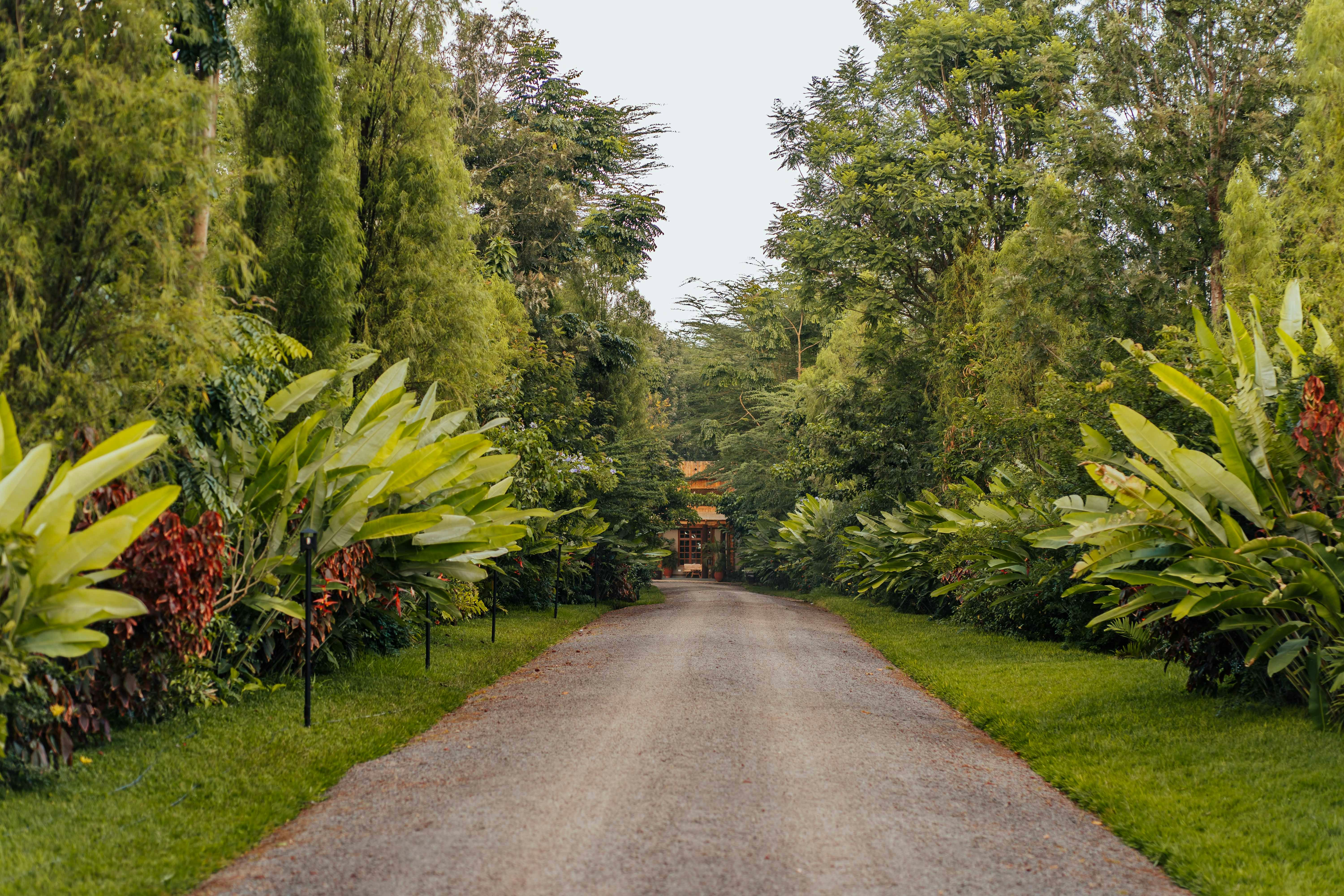 Un camino a través de un bosque foto – Imagen de Casa gratuita en Unsplash